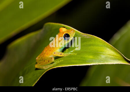 Aux yeux brillants vert grenouille dans la forêt tropicale de Madagascar, Boophis viridis, Andasibe Mantadia National Park, à l'Est de Madagascar, de Madag Banque D'Images