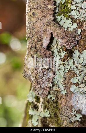 Gecko à queue de feuille moussus, camoflaged sur l'écorce d'un arbre, l'Uroplatus sikorae, Andasibe, Madagascar, Afrique, captive Banque D'Images