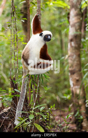 Sifaka Propithecus coquereli Coquerel, Ampijoroa, Réserver, Madagascar, Afrique Banque D'Images