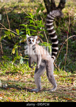 Lémurien Ringtailed avec bébé, Lemur catta, réserve de Nahampoana, au sud de Madagascar, Madagascar, Afrique Banque D'Images
