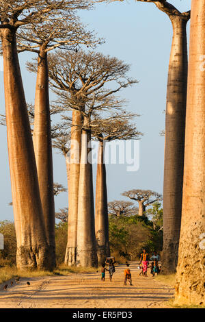 Baobabs près de Morondava, l'Adansonia grandidieri, Morondava, Madagascar, Afrique Banque D'Images