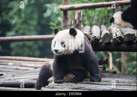 Panda dans la jungle Banque D'Images