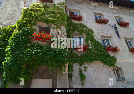 Du Parthenocissus tricuspidata grimper un mur de la maison, avec germaniums dans la fenêtre des boîtes, Bressone, Val di'Isarco, Dolomite Alp Banque D'Images