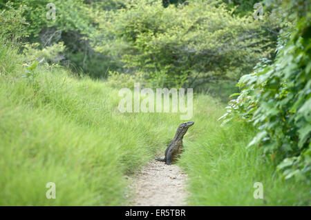 Dragon de Komodo dans le Parc National de Komodo, Labuhanbajo, West Flores, Nusa Tenggara, moindre Îles de la sonde, en Indonésie, en Asie du sud-est, Banque D'Images