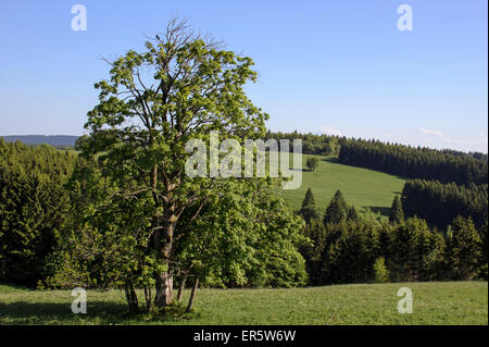 Paysage près de Sankt Andreasberg, Harz, Basse-Saxe, Allemagne, Europe Banque D'Images