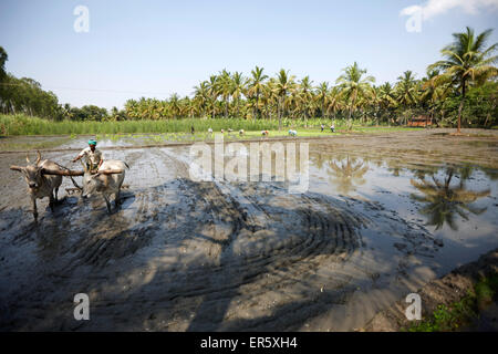 Ox plough sur rizière inondée, Somanathapura, Karnataka, Inde Banque D'Images