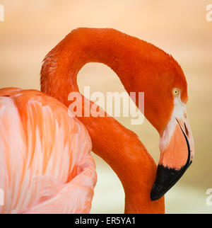 Caraïbes flamingo au Zoo de San Diego, San Diego, Californie Banque D'Images