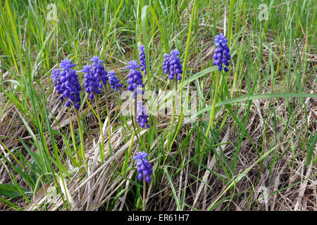 Muscari botryoides, Muscaris blooming, Finlande Banque D'Images