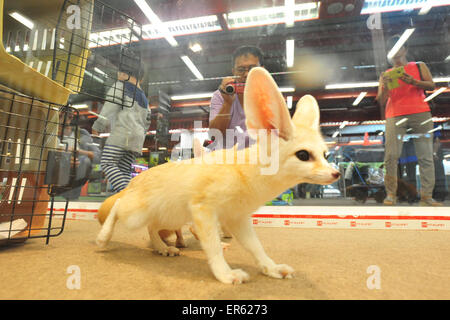 Bangkok, Thaïlande. 28 mai, 2015. Les gens prennent des photos d'un fennec fox lors du Pet Expo Thaïlande au Queen Sirikit National Convention Center à Bangkok, Thaïlande, le 28 mai 2015. Credit : Rachen sageamsak/Xinhua/Alamy Live News Banque D'Images