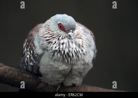 Un Africain, le Pigeon biset Columba Guinea, alson connu comme un pigeon mouchetée, originaire du continent africain, originaire du continent africain Banque D'Images