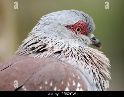 Un Africain, le Pigeon biset Columba Guinea, alson connu comme un pigeon mouchetée, originaire du continent africain, originaire du continent africain Banque D'Images