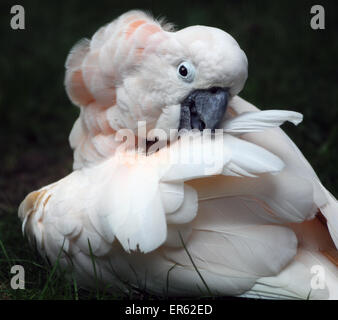 Un cacatoès des Moluques, aussi connu comme le saumon, le cacatoès Cacatua mollucensis, originaire de l'Indonésie. Pic Mike Walker, Mike Wa Banque D'Images