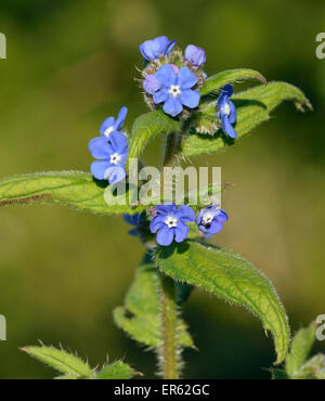 Orcanette vert - Pentaglottis sempervirens fleur bleue de haies Banque D'Images