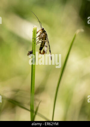 Scorpionfly (Panorpa communis commun), homme, Saxe-Anhalt, Allemagne Banque D'Images