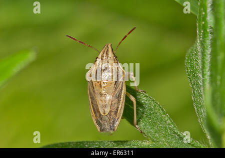 Mitre d'évêque (Aelia acuminata), Bade-Wurtemberg, Allemagne Banque D'Images