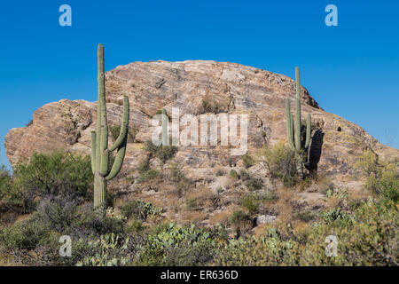 Cactus Saguaro (Carnegiea gigantea) sur un gros rocher, désert de Sonora, Tucson, Arizona, USA Banque D'Images