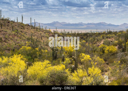 Paysage montagneux avec cactus Saguaro (Carnegiea gigantea), plaine désertique et les montagnes derrière, désert de Sonora, Tucson Banque D'Images