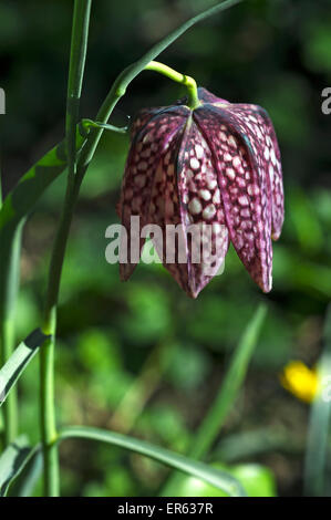 Fleur d'une fleur d'échecs (Fritillaria meleagris), Bavière, Allemagne Banque D'Images