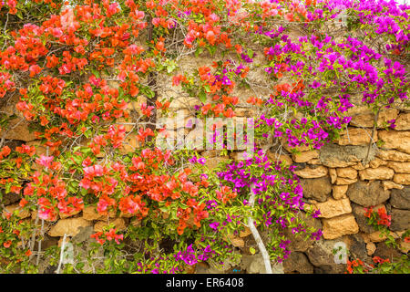 Des fleurs sur un mur en pierre sèche Banque D'Images