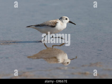 Bécasseau sanderling (Calidris alba) balade avec réflexion Banque D'Images