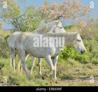 Portrait de l'chevaux blancs dans le Parc Régional de Camargue - Provence, France Banque D'Images