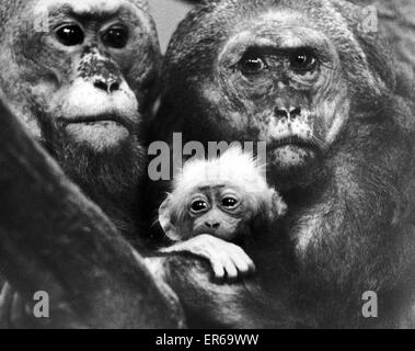 À la recherche sur le monde pour la première fois, c'est ce bébé singe Maraque queue moignon. Pesant environ une demi-livre à la naissance, le bébé est le premier né d''mile et Molly, trois ans Maraque les singes à Zoo Belle Vue pour 18 mois. Ils sont memb Banque D'Images