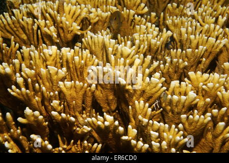 La vie sous-marine, la ramification de fire coral, Millepora alcicornis, mer des Caraïbes Banque D'Images