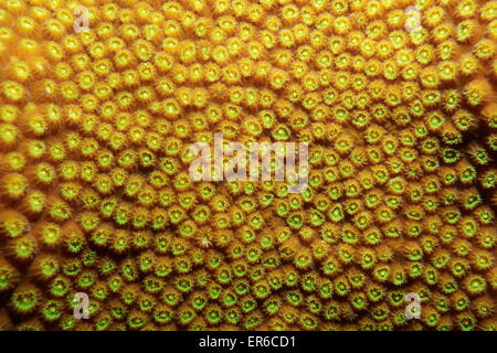 La vie sous-marine, Close up image of boulder star coral, Montastraea franksi, mer des Caraïbes Banque D'Images