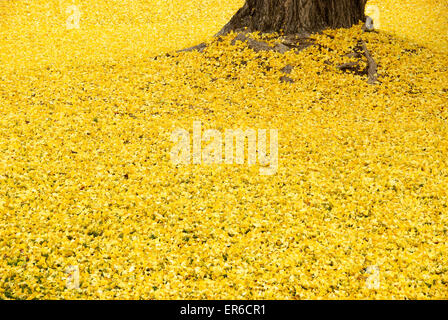 Le Ginko biloba feuilles sur le terrain. Banque D'Images
