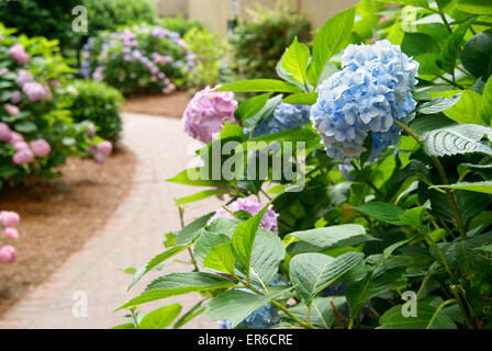 L'hydrangea (Hortensia) bleu et rose arbustes le long d'une passerelle dans le jardin. Banque D'Images