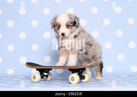 Chiot Berger Australien miniature Banque D'Images