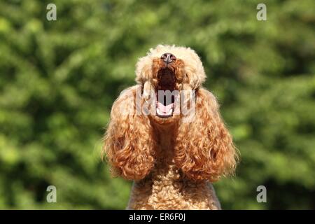 Caniche Miniature barking Banque D'Images