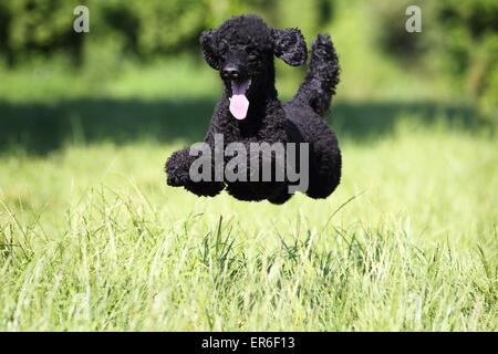 Caniche Miniature saut Banque D'Images