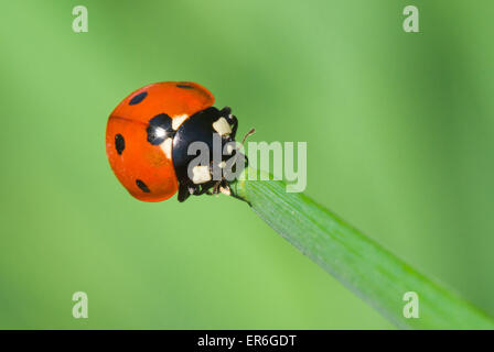 Escalade le long de la lame Ladybird de Green grass Banque D'Images