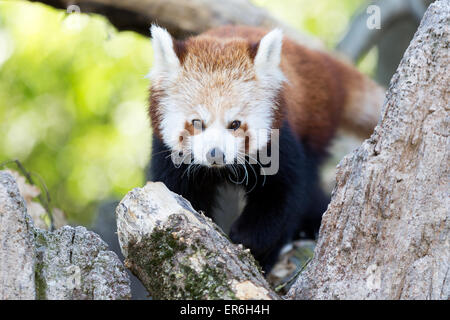 Cumiana, Italie. 27 mai, 2015. Un panda rouge Zoom chiot à Turin. Il y a deux chiots mâles panda rouge de Yangon ont été amenés à faire un zoom sur Turin, Parc zoologique de l'anglais Port Lympne Wild Animal Park nommé ?Àik derén et Hong-xion qui sont presque un an maintenant (11 mois). © Andrea Gattino/Pacific Press/Alamy Live News Banque D'Images