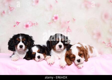 Cavalier King Charles Spaniel Puppies Banque D'Images