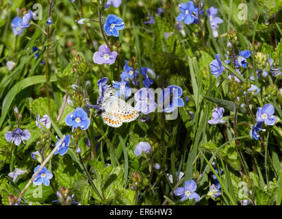 Argus brun sur nectar de fleurs Véronique. Fairmile commun, ESHER, Surrey, Angleterre. Banque D'Images