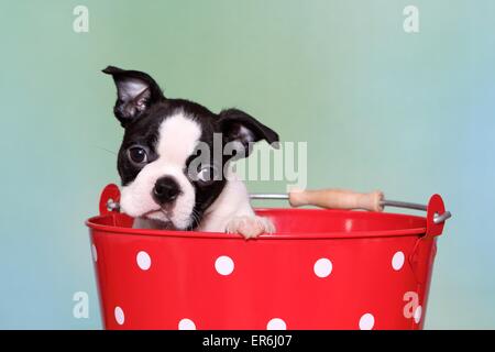 Boston Terrier Puppy Banque D'Images