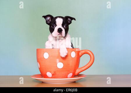 Boston Terrier Puppy Banque D'Images