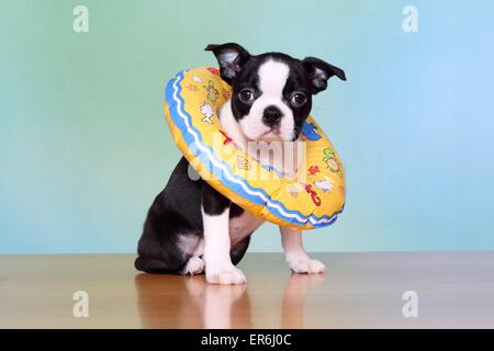 Boston Terrier Puppy Banque D'Images