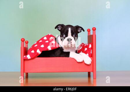 Boston Terrier Puppy Banque D'Images