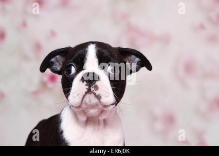 Boston Terrier Puppy Banque D'Images