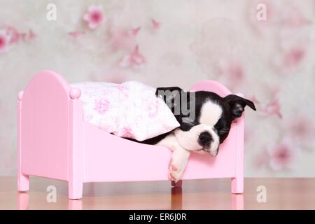 Boston Terrier Puppy Banque D'Images