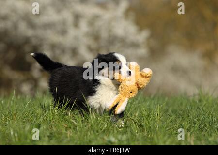 Chiot Berger Australien miniature Banque D'Images