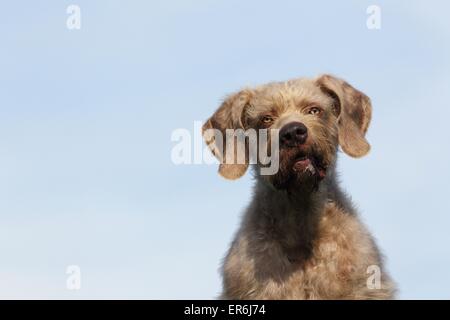 Le slovaque chien d'arrêt à poil Portrait Banque D'Images