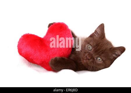 Chaton British Shorthair Banque D'Images