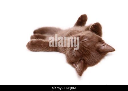 Chaton British Shorthair Banque D'Images