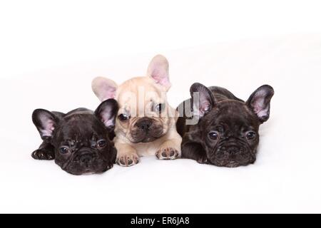 Chiots Bouledogue Français Banque D'Images