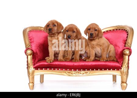 3 chiots Labrador Retriever Banque D'Images