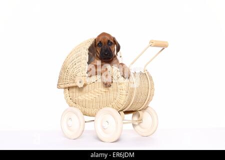 Le Rhodesian Ridgeback Puppy Banque D'Images